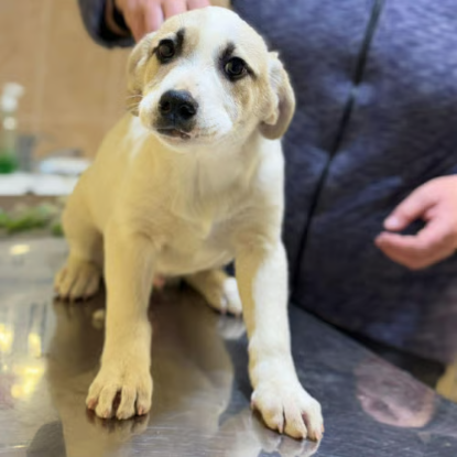 Adoption Franky