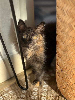 Adopter Céline
