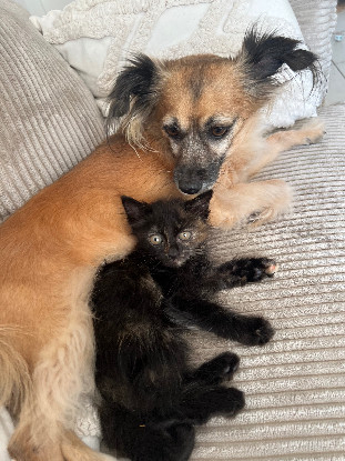 Adopter Céline