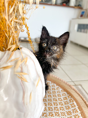 Adopter Céline
