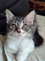 Adopter  chat : Princesse