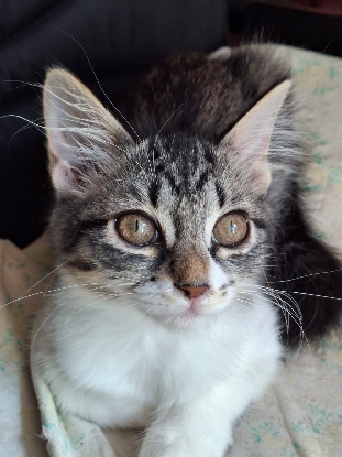 Adopter Princesse