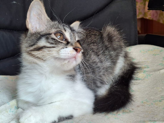 Adopter Princesse