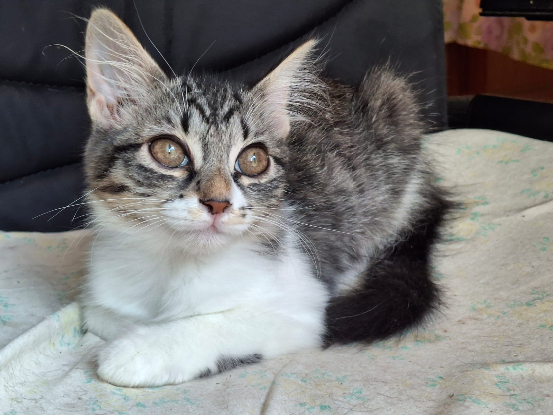 Adoption Princesse