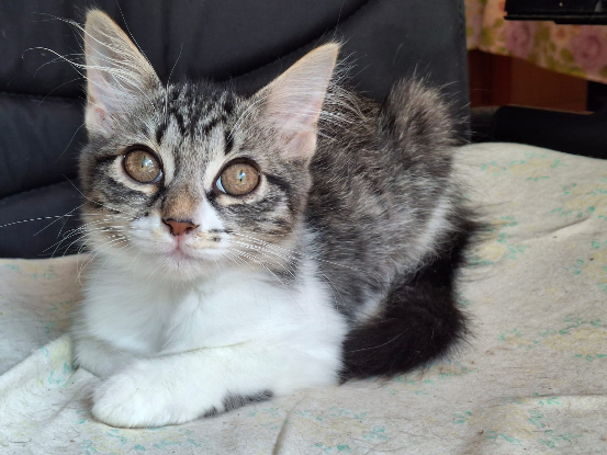 Adoption Princesse