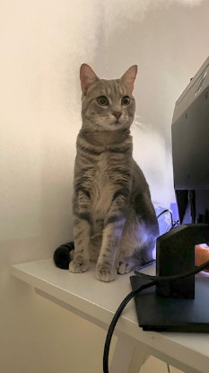 Adopter Grisou
