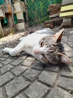 Adopter Poum