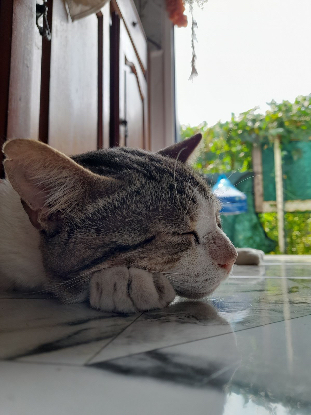 Adopter Poum