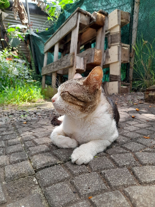 Adopter Poum