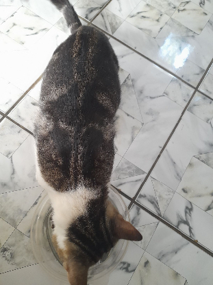 Adoption Poum