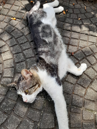 Adoption Poum