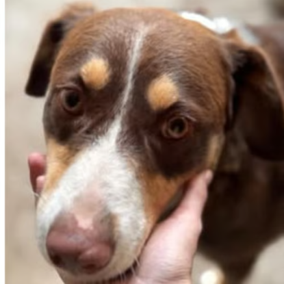 Adoption Toby