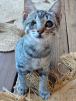 Adopter  chat : Adonis