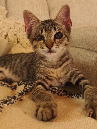 Adopter Adonis