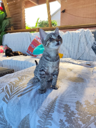 Adopter Adonis