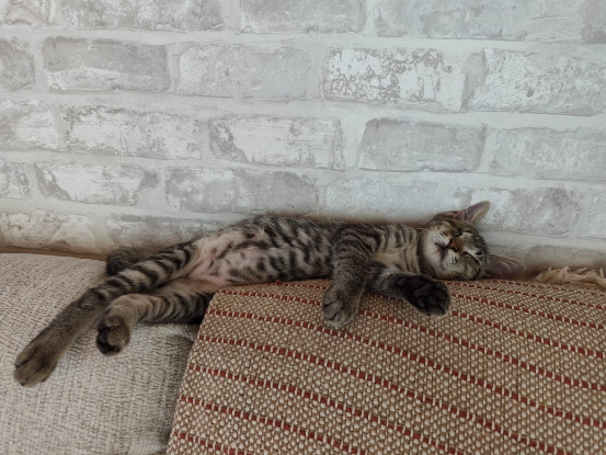 Adoption Adonis