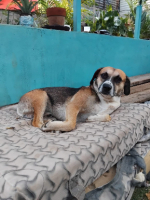 Adopter  chien : Noname
