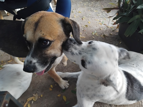 Adopter Noname