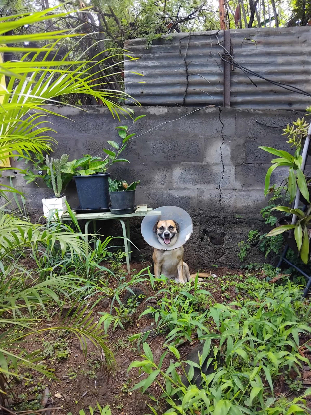 Adopter Noname