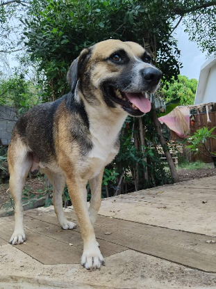 Adoption Noname