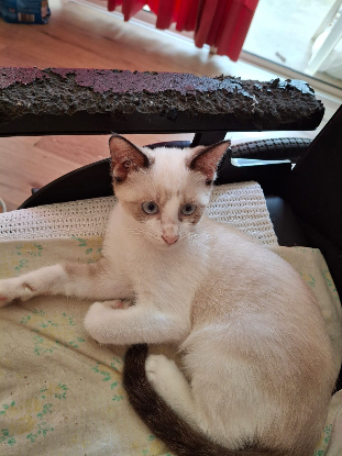 Adopter Mirabelle