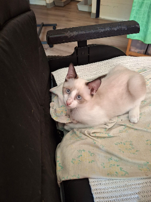 Adopter Mirabelle