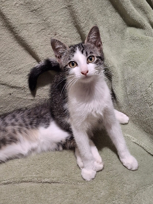 Adopter Sissi