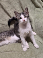 Adopter  chat : Sissi
