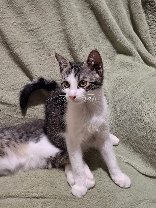 Adopter Sissi