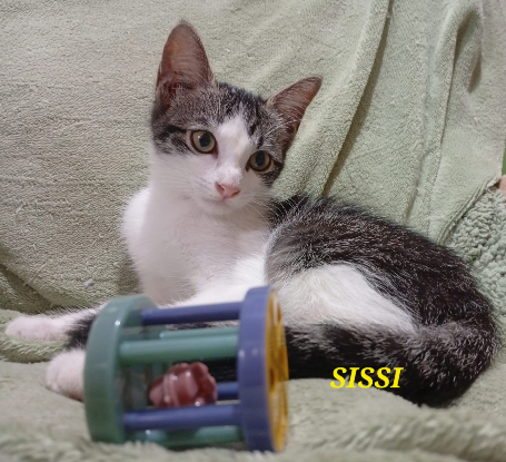Adopter Sissi