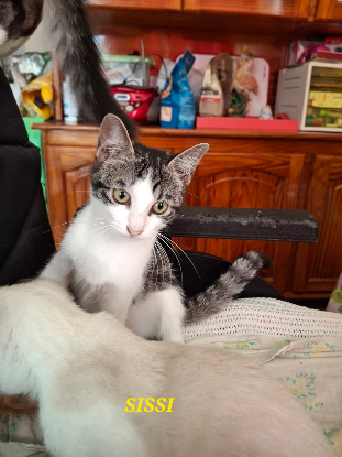 Adoption Sissi