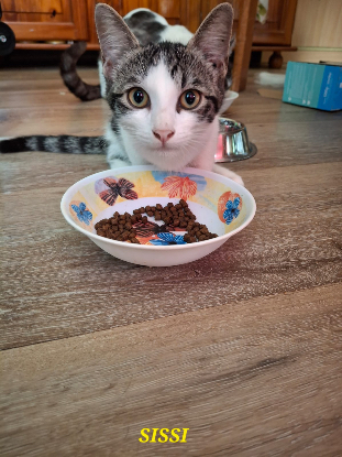 Adoption Sissi