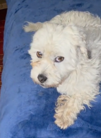 Adopter  chien : Vasco