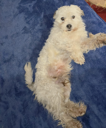Adopter Vasco