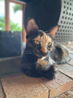 Adopter  chat : Prada