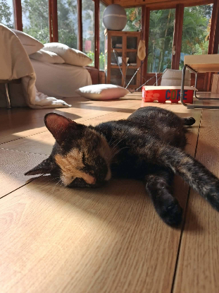 Adopter Prada