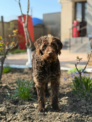 Adopter Biscotte