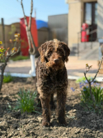 Adopter  chien : Biscotte