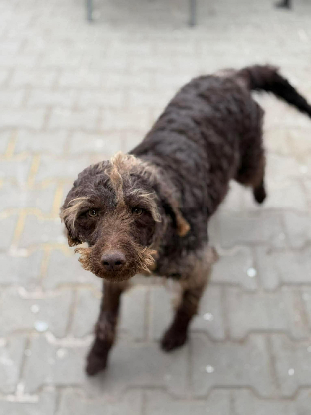 Adopter Biscotte