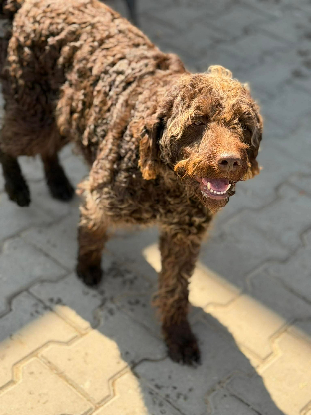 Adopter Biscotte