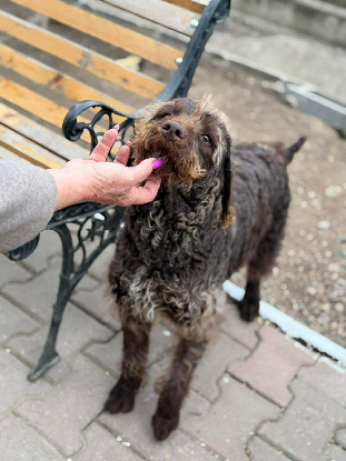 Adoption Biscotte