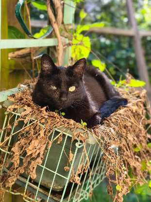 Adopter Venus