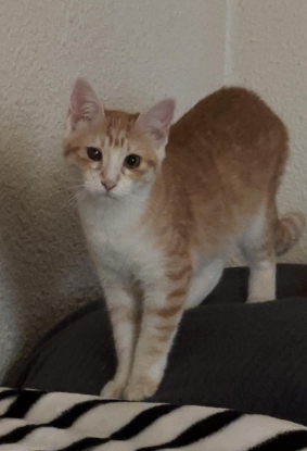 Adopter Ginny