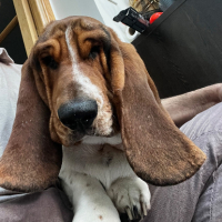 Adopter  chien : Nich
