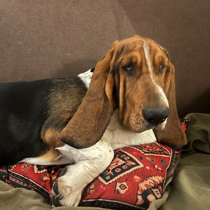 Adopter Nich