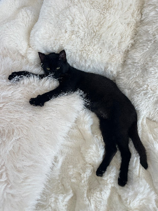 Adopter Liloo
