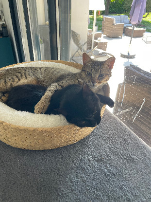 Adopter Liloo