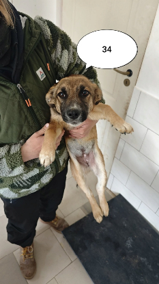 Adopter Saskia