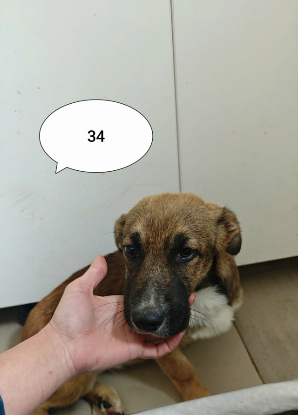 Adopter Saskia