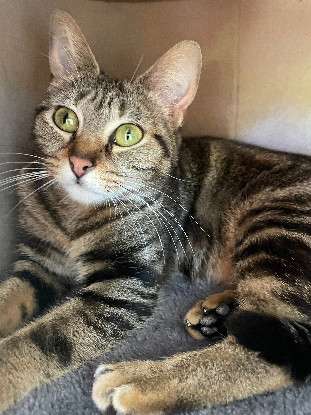 Adopter Angèle